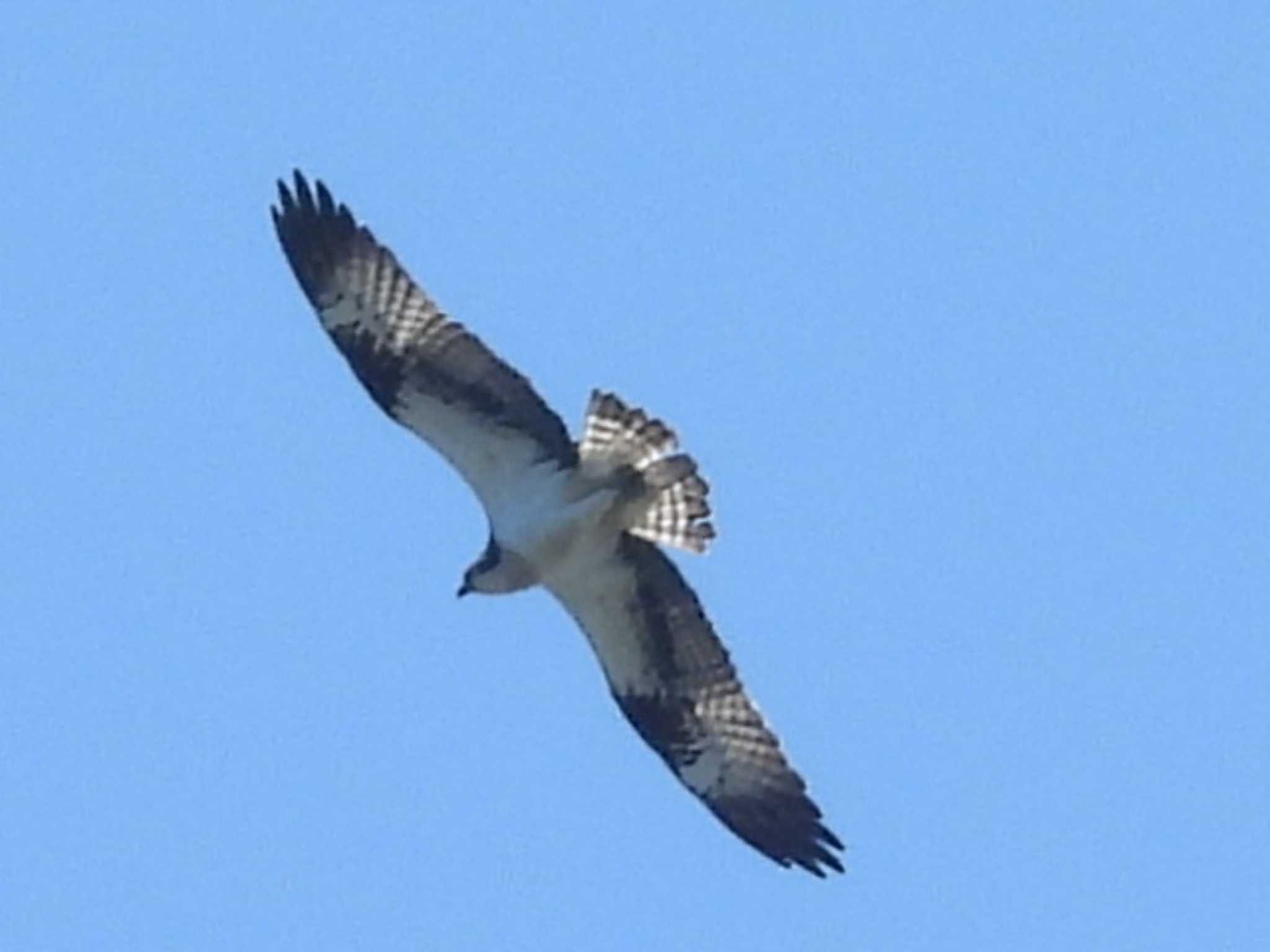 Photo of Osprey at 津屋崎 by UTAKAZU自然観察日記