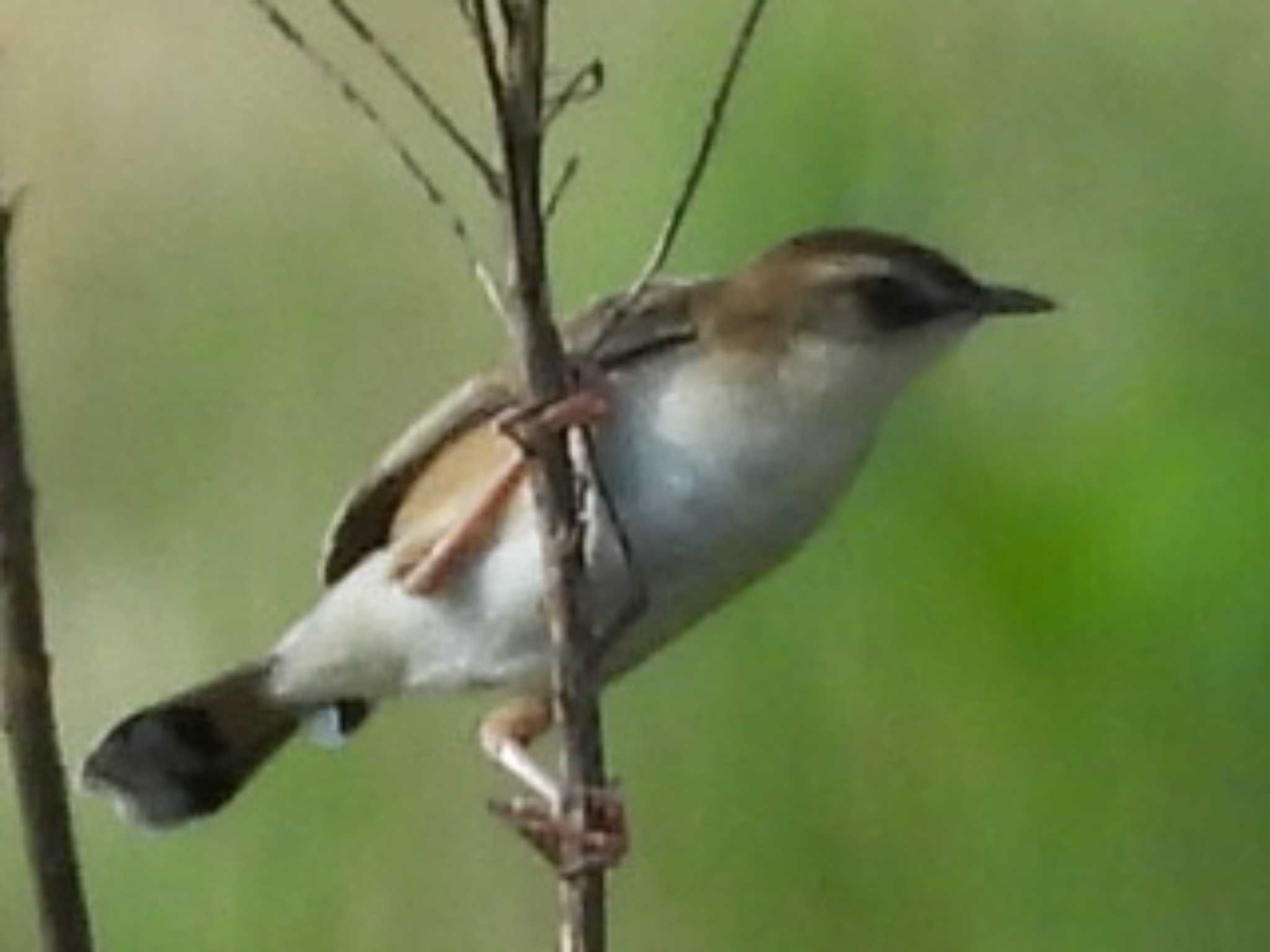 Photo of Zitting Cisticola at 下関市室津 by UTAKAZU自然観察日記