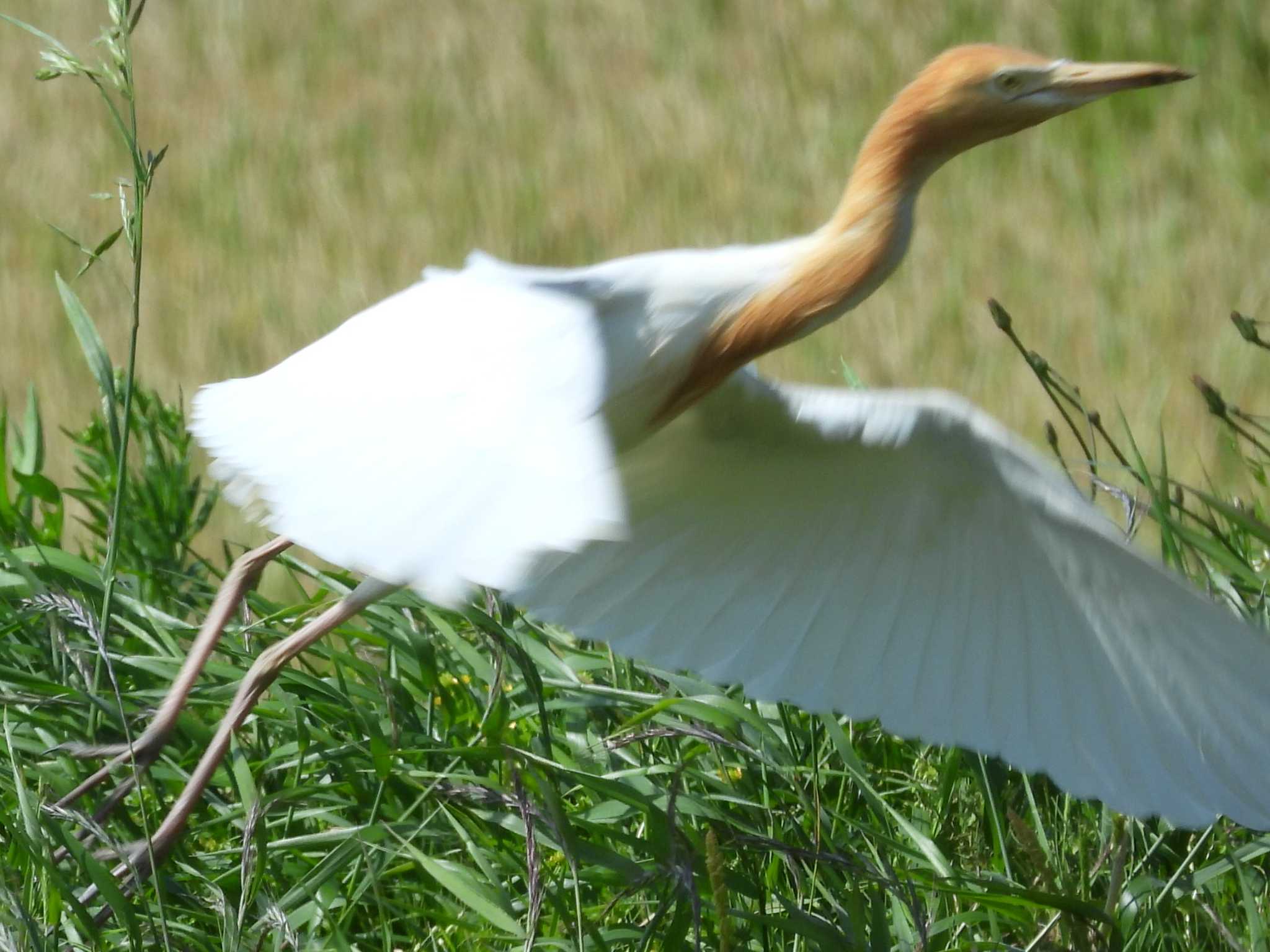 Photo of Eastern Cattle Egret at 下関市黒井 by UTAKAZU自然観察日記