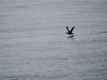 Black-footed Albatross 八丈島航路 Mon, 4/29/2024