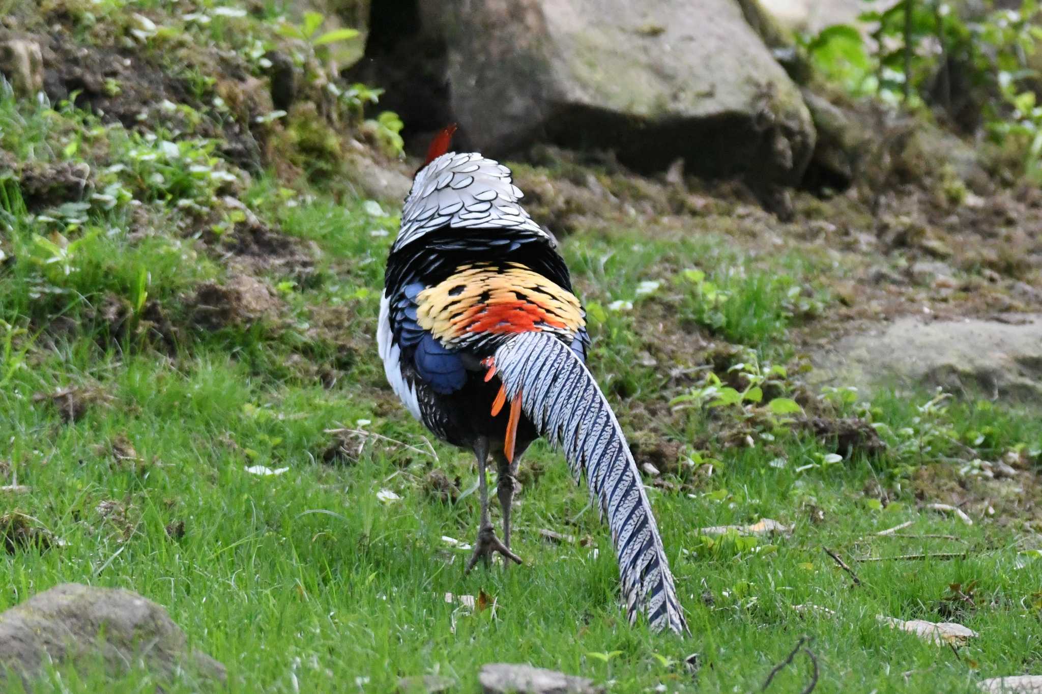 老君山(Laojunshan) ギンケイの写真 by あひる