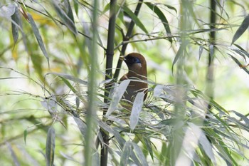 Buffy Laughingthrush