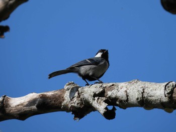 Japanese Tit(okinawae) Hijiotaki Thu, 5/16/2024