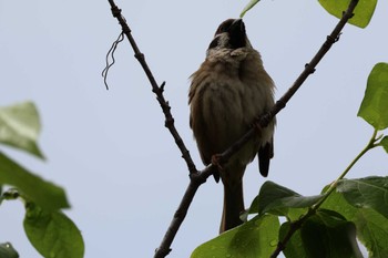 Eurasian Tree Sparrow 都内 Thu, 5/16/2024