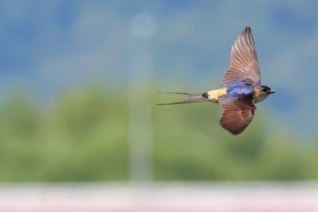 Red-rumped Swallow 安倍川河口 Wed, 5/15/2024