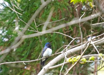 Blue-and-white Flycatcher Miharashi Park(Hakodate) Fri, 5/3/2024