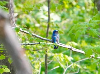 Fri, 5/3/2024 Birding report at Miharashi Park(Hakodate)