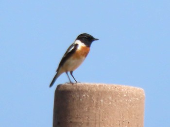 Amur Stonechat 角島(山口県) Sat, 4/13/2024