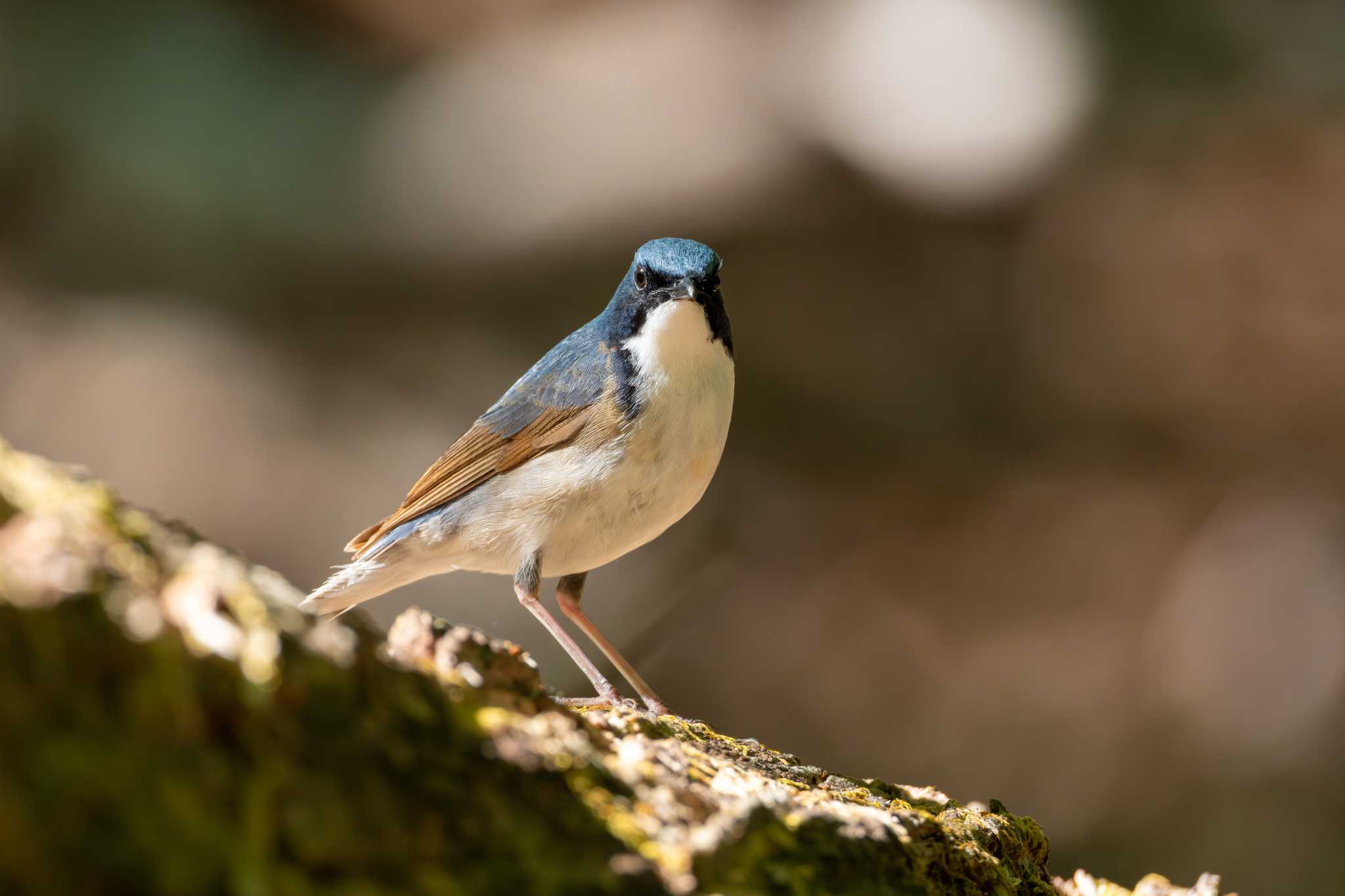 Siberian Blue Robin