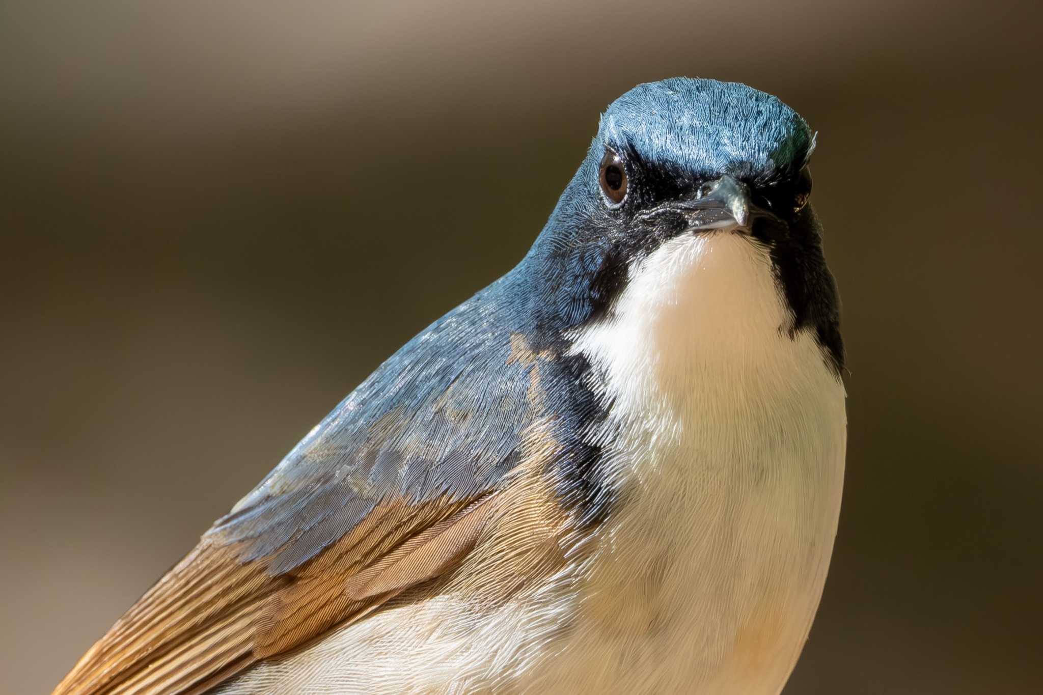 Siberian Blue Robin