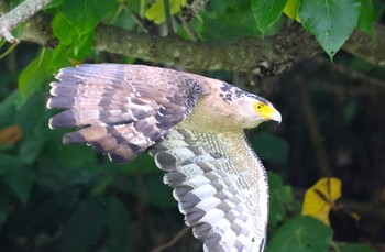 Crested Serpent Eagle Ishigaki Island Mon, 5/13/2024