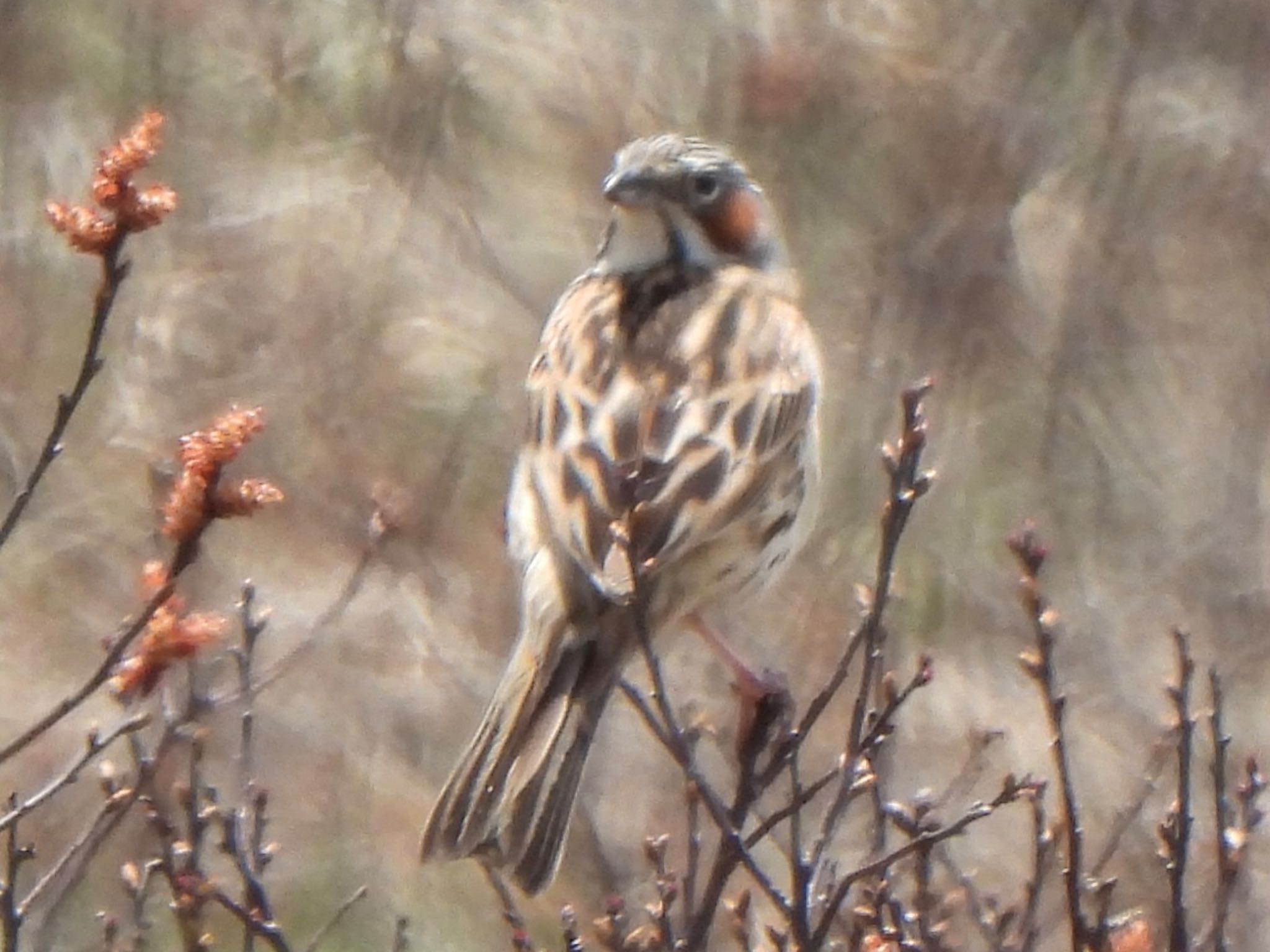 Chestnut-eared Bunting