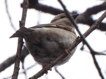 2024年5月16日(木) 尾瀬ヶ原の野鳥観察記録