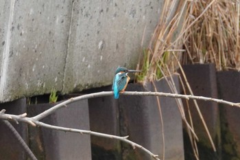 Common Kingfisher 石狩 茨戸川 Sun, 4/21/2024