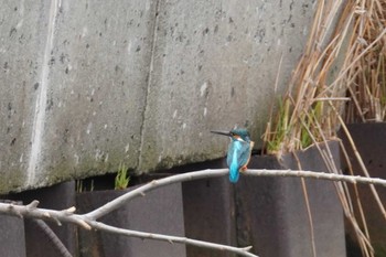 Common Kingfisher 石狩 茨戸川 Sun, 4/21/2024