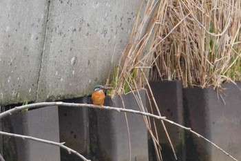 Common Kingfisher 石狩 茨戸川 Sun, 4/21/2024