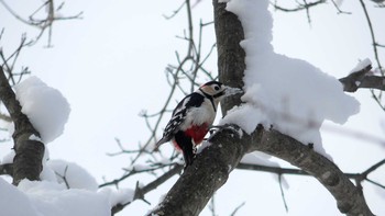 エゾアカゲラ 千歳川 2019年1月6日(日)