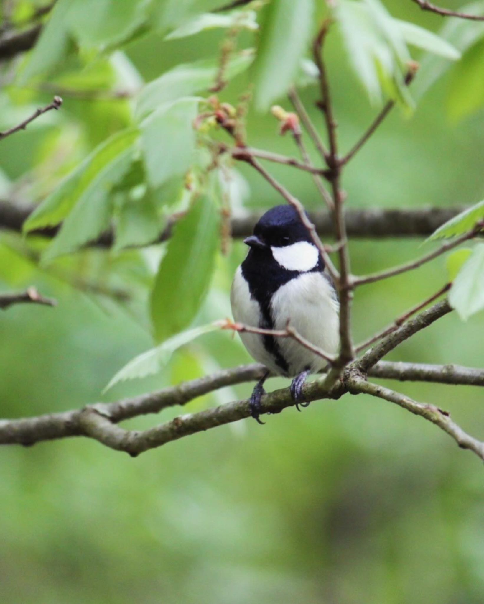 Photo of Japanese Tit at 西湖野鳥の森公園 by uru