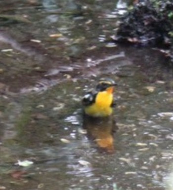 Narcissus Flycatcher 西湖野鳥の森公園 Mon, 5/6/2024