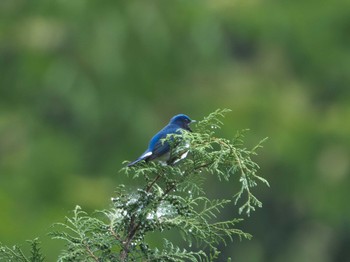 2024年5月16日(木) 檜原都民の森の野鳥観察記録