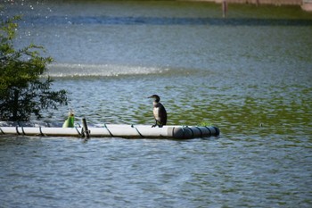 カワウ 別所沼公園(埼玉県) 2024年5月16日(木)