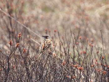 2024年5月16日(木) 尾瀬ヶ原の野鳥観察記録