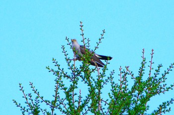 Common Cuckoo Togakushi Forest Botanical Garden Wed, 5/15/2024