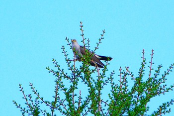 2024年5月15日(水) 戸隠森林植物園(戸隠森林公園)の野鳥観察記録