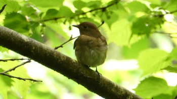 2024年5月16日(木) 早戸川林道の野鳥観察記録