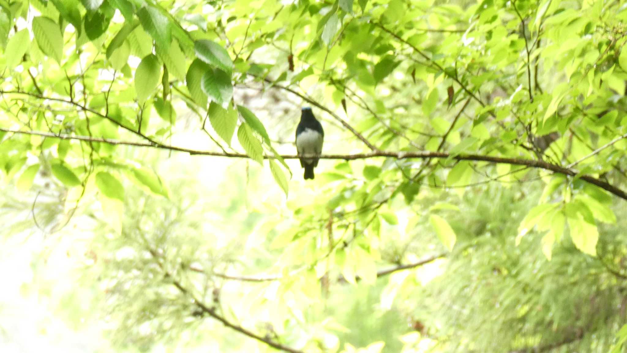 Blue-and-white Flycatcher