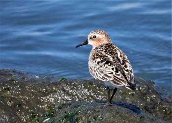 Thu, 5/16/2024 Birding report at 日の出三番瀬沿い緑道