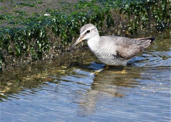 2024年5月16日(木) 日の出三番瀬沿い緑道の野鳥観察記録