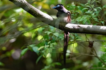 サンコウチョウ 東京都多摩地域 2024年5月9日(木)