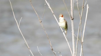 Oriental Reed Warbler 長野県南佐久 Thu, 5/16/2024