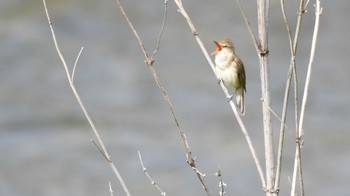 Oriental Reed Warbler 長野県南佐久 Thu, 5/16/2024