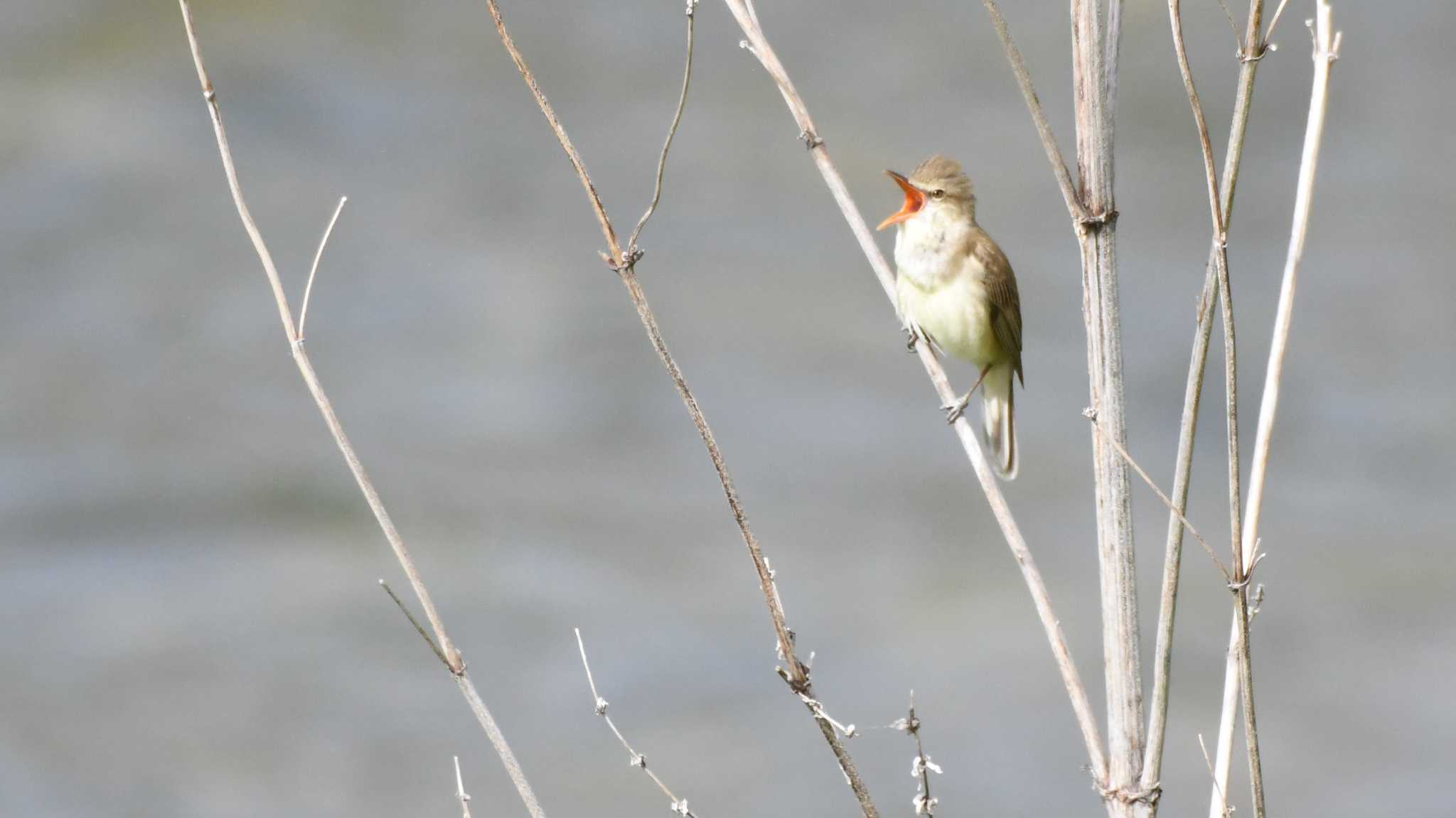 Photo of Oriental Reed Warbler at 長野県南佐久 by ao1000