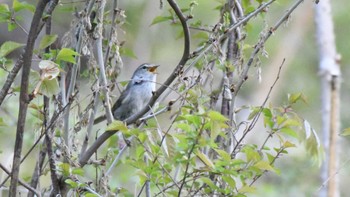 Japanese Bush Warbler 長野県南佐久 Thu, 5/16/2024