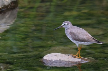 Grey-tailed Tattler 富士川河口 Wed, 5/15/2024