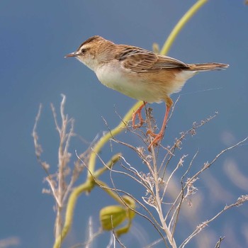 Zitting Cisticola 富士川河口 Wed, 5/15/2024