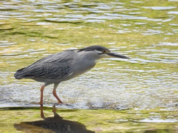 Striated Heron 天野川 Sat, 5/4/2024