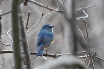 ルリビタキ 旭山記念公園 2024年4月22日(月)