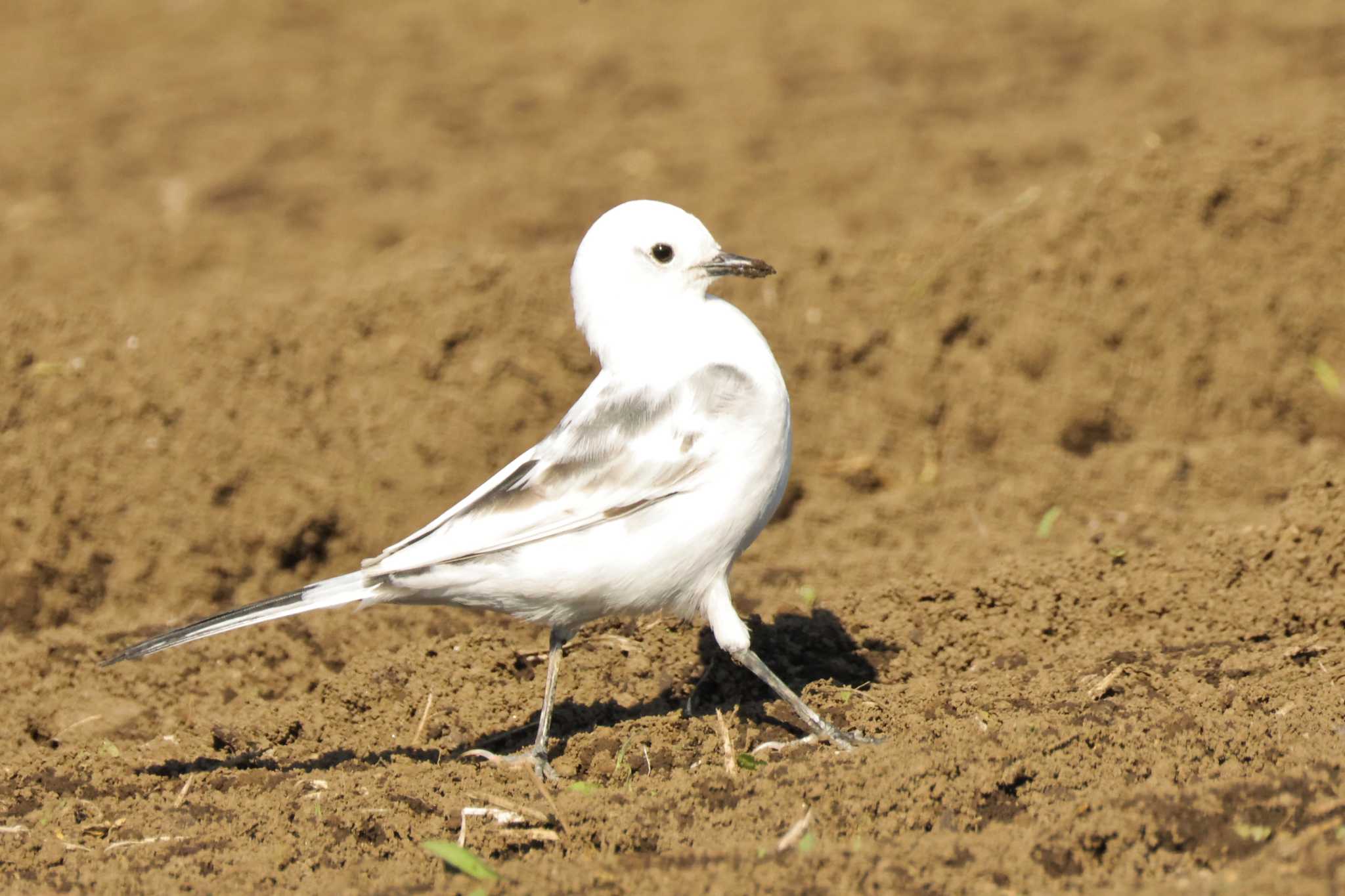 White Wagtail