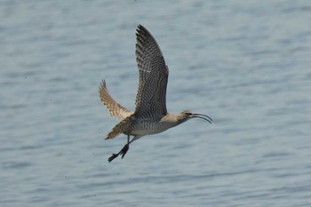 Fri, 5/10/2024 Birding report at Kasai Rinkai Park