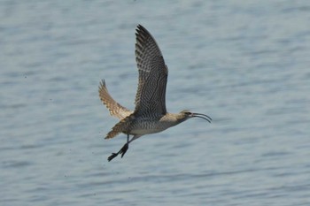 Eurasian Whimbrel Kasai Rinkai Park Fri, 5/10/2024