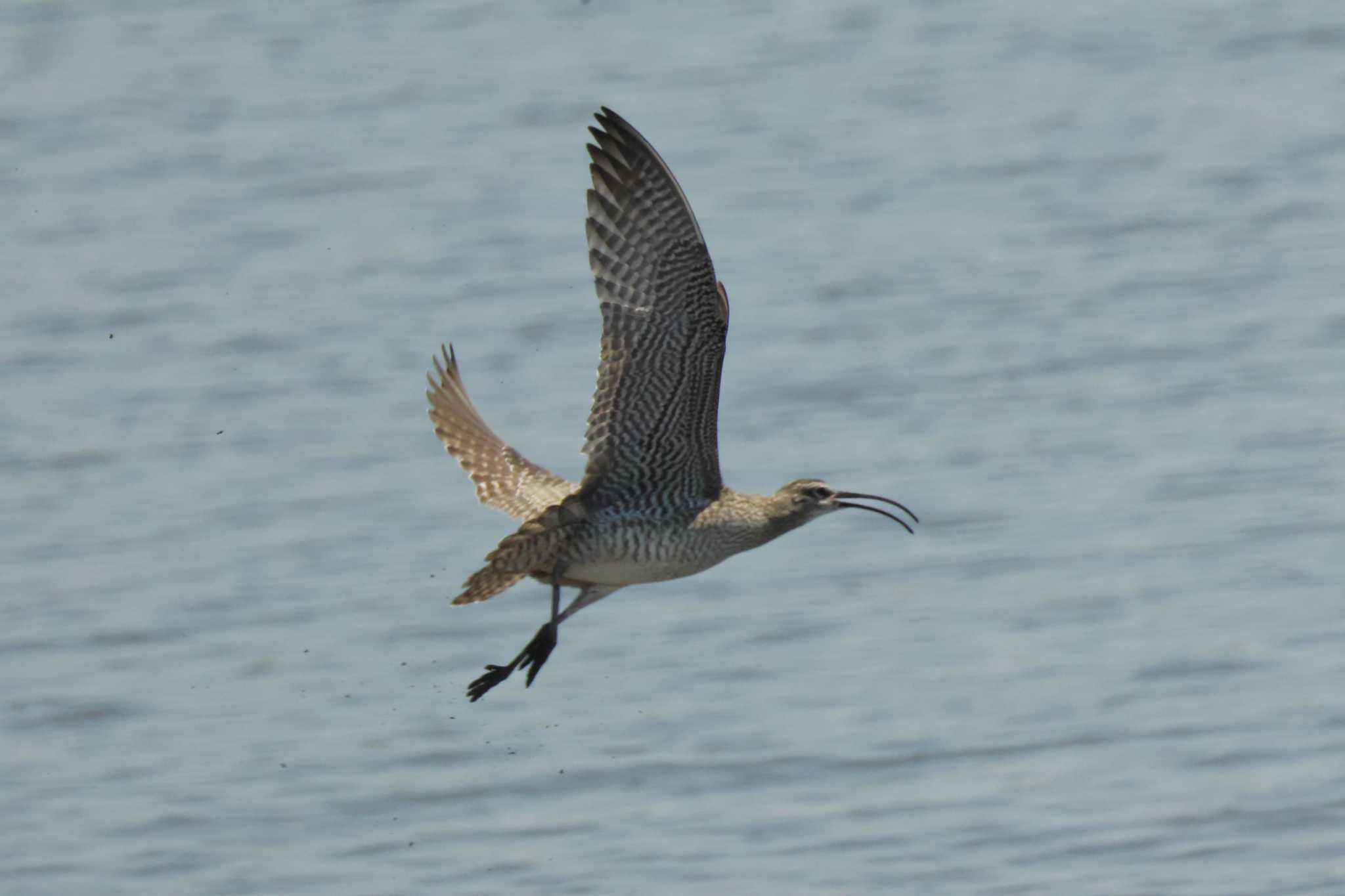 Eurasian Whimbrel