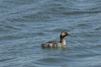 Black-necked Grebe Sambanze Tideland Fri, 5/10/2024