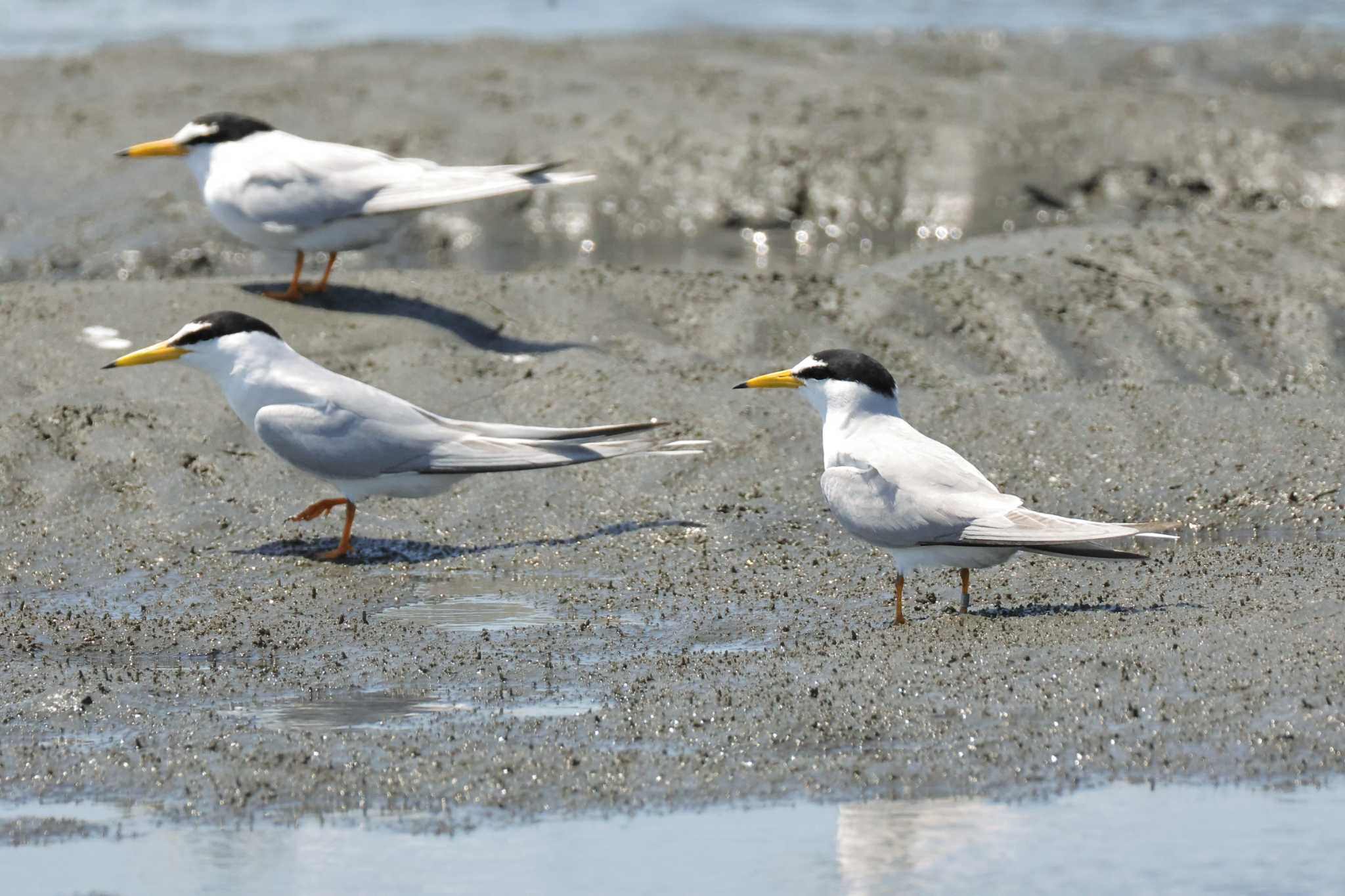 Little Tern