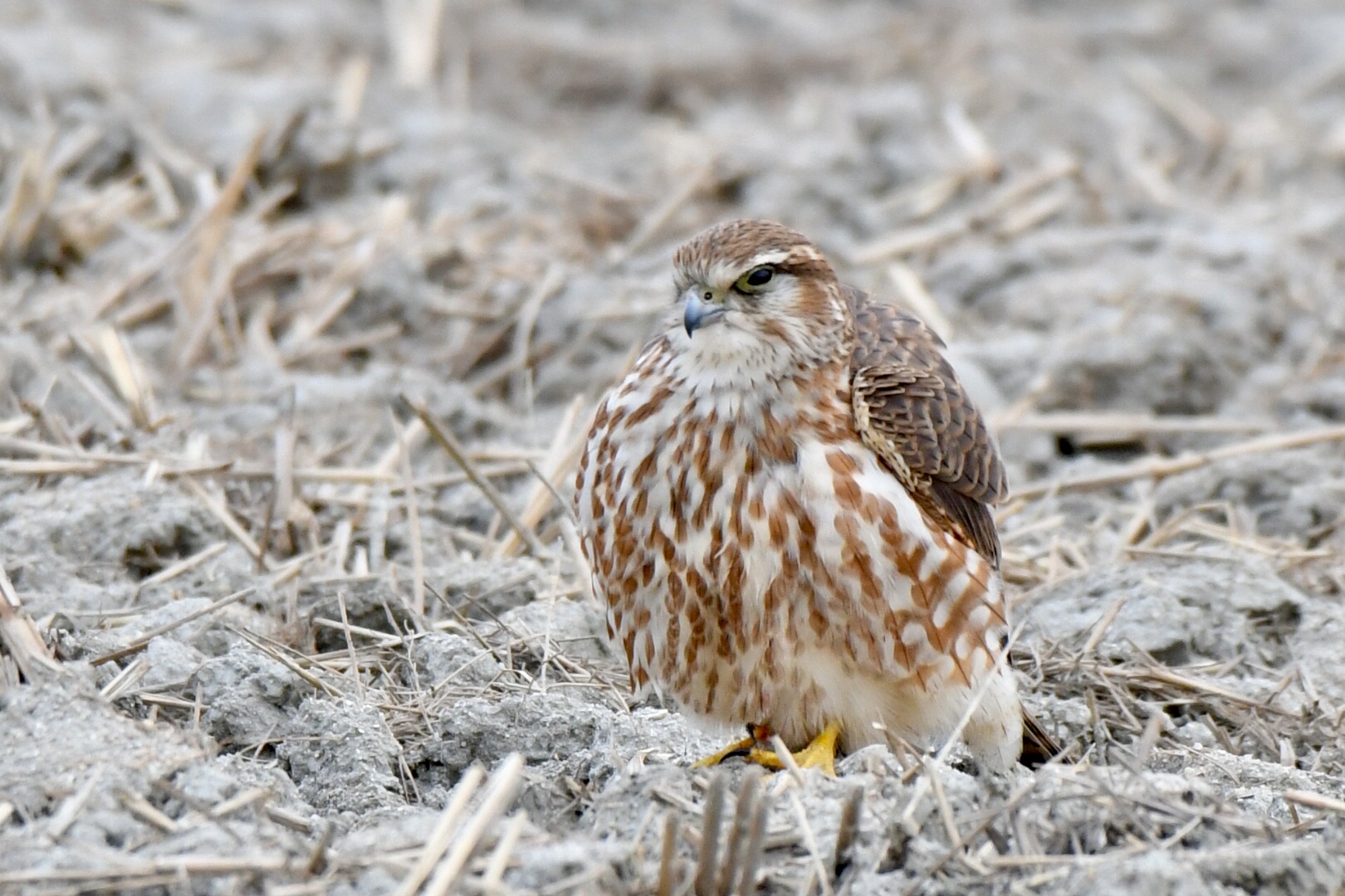  コチョウゲンボウの写真 by 倶利伽羅