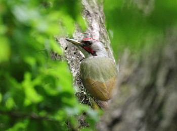 Japanese Green Woodpecker 多摩地区 Sun, 5/12/2024