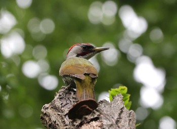 Japanese Green Woodpecker 多摩地区 Sun, 5/12/2024